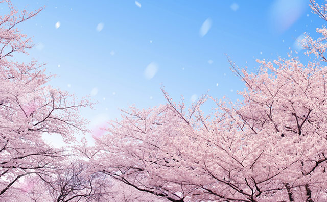同じ桜でも魅力はさまざま！桜の名所でお花見をしよう！の記事イメージ