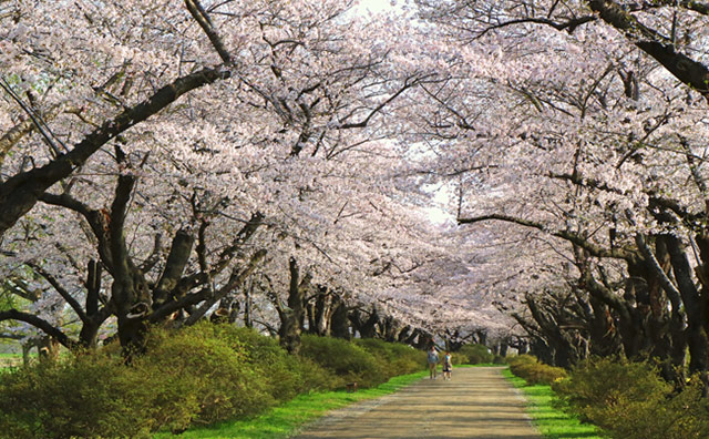 北上展勝地の桜のイメージ