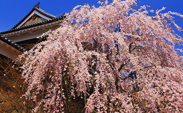 上田城跡公園の桜のイメージ
