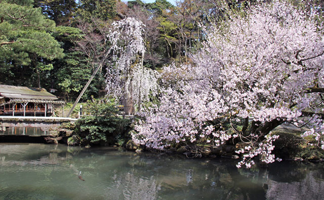 兼六園の桜のイメージ