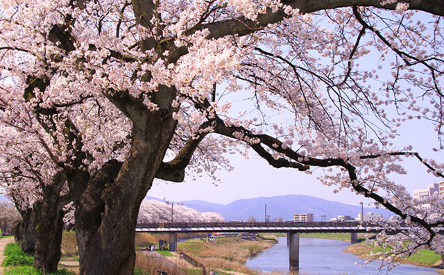 足羽川桜並木の桜のイメージ