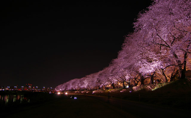 足羽川桜並木のイメージ