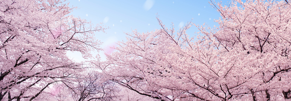同じ桜でも魅力はさまざま！ 桜の名所でお花見をしよう！のイメージ