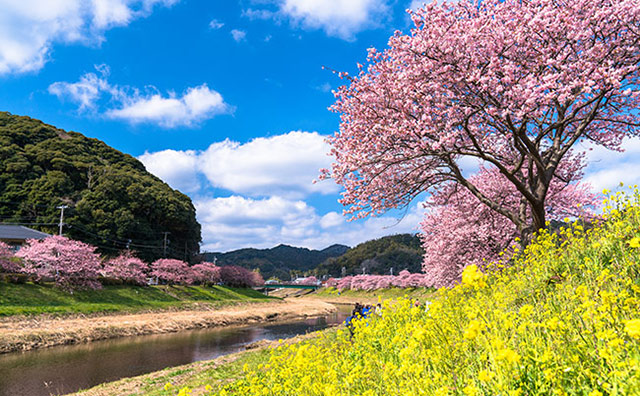 春におすすめの国内旅行！五感いっぱいに春を感じる旅へ！の記事イメージ