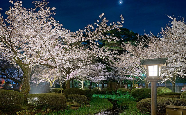 兼六園　夜桜のイメージ