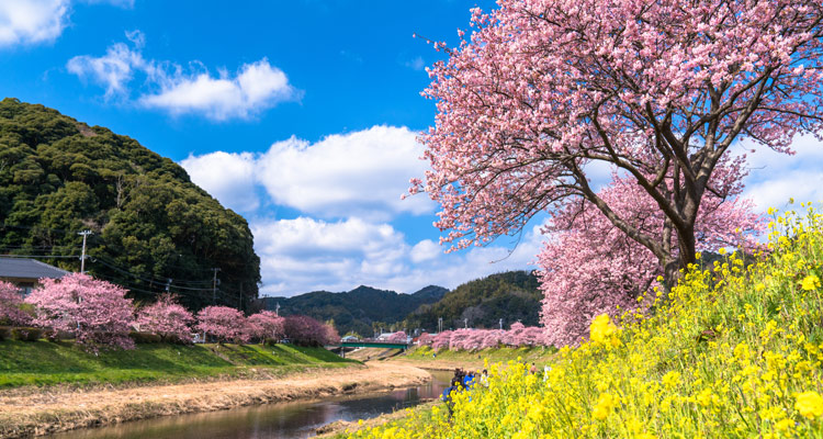 2019年、春におすすめの国内旅行！ 五感いっぱいに春を感じる旅へ！