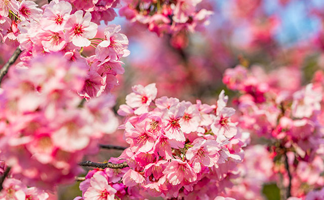 東京の桜のイメージ
