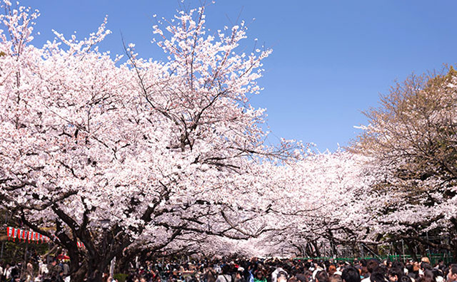 上野恩賜公園の桜