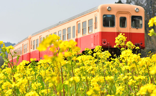 房総・小港鉄道と菜の花畑のイメージ