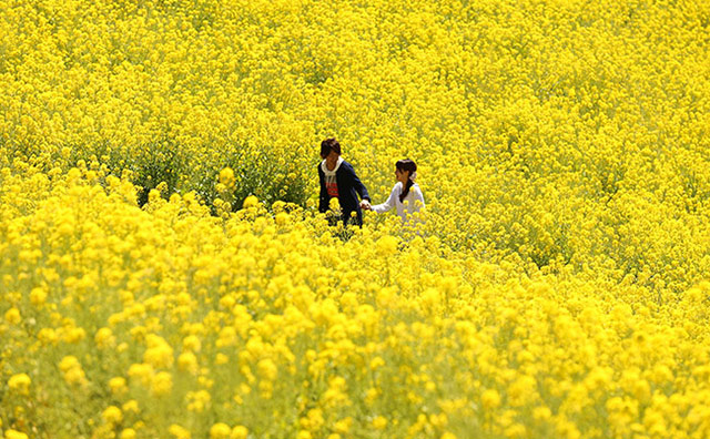 花回廊　菜の花巡り