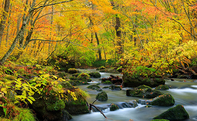秋の奥入瀬渓流のイメージ
