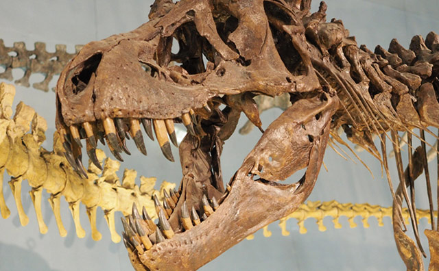 福井県立恐竜博物館のイメージ