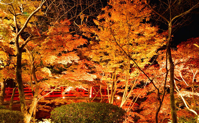 弥彦公園もみじ谷