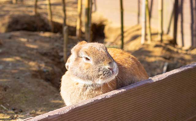 月うさぎの里のイメージ