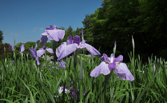 卯辰山公園　花菖蒲のイメージ