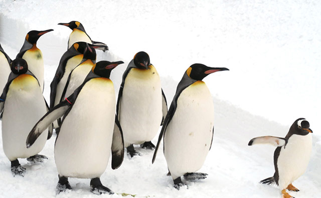 旭山動物園　ペンギンの散歩のイメージ