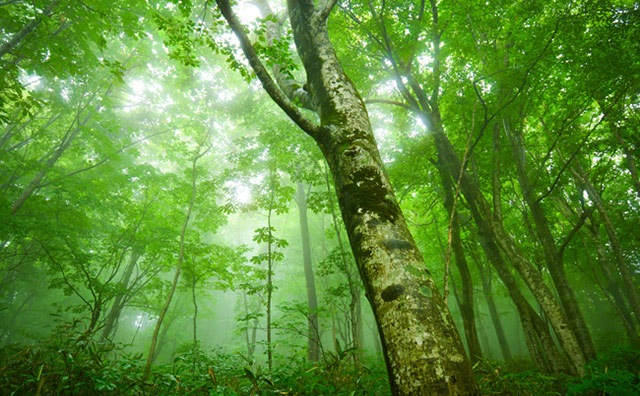 白神山地　ブナの原生林のイメージ