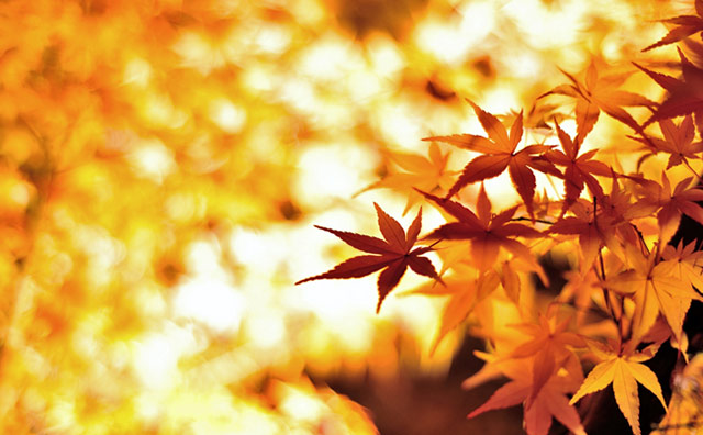 【関東】夜の灯りに煌めく！鮮やかな紅葉おすすめスポット