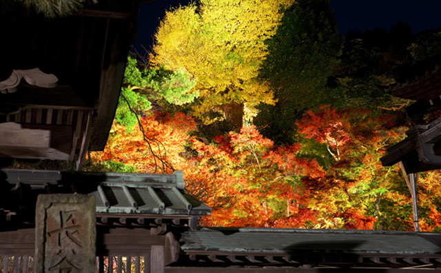 長谷寺のライトアップのイメージ