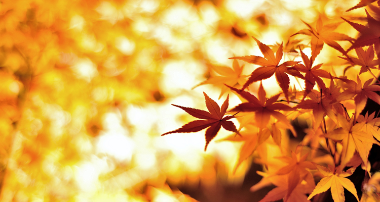 【関東】夜の灯りに煌めく！鮮やかな紅葉おすすめスポットの記事のイメージ