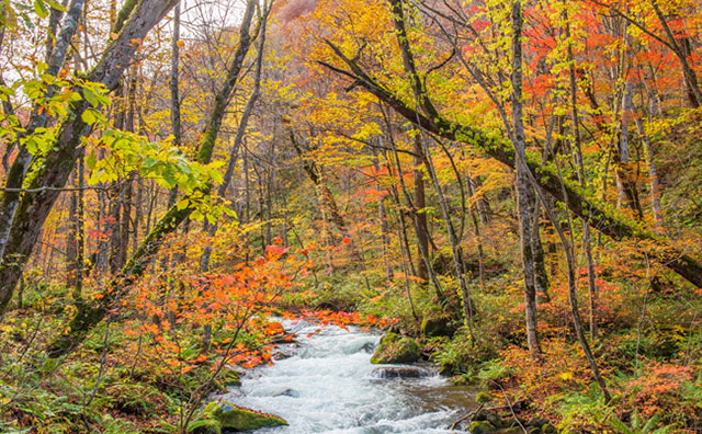 22年 東日本の大自然が織りなす紅葉のおすすめ絶景スポット びゅうトラベル Jr東日本