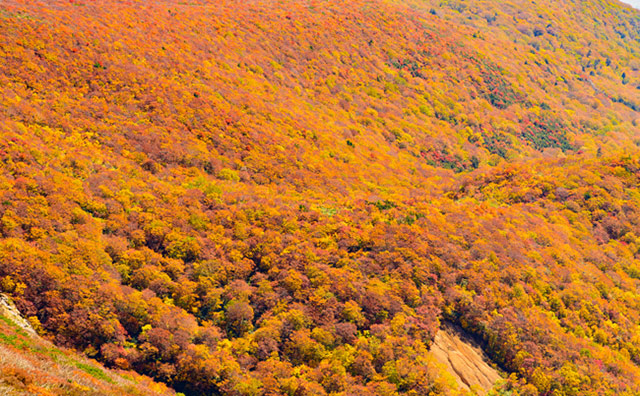 「神の絨毯」とも称される全山紅葉のイメージ