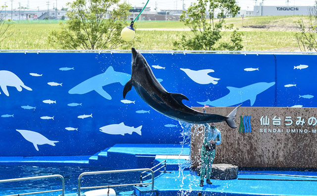 仙台うみの杜水族館　イルカパフォーマンス