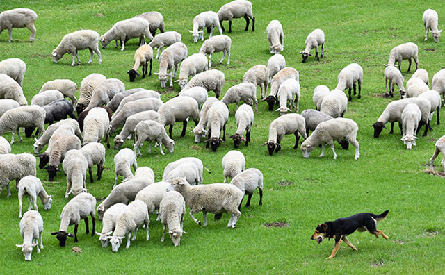 マザー牧場 牧羊犬と羊の群れのイメージ