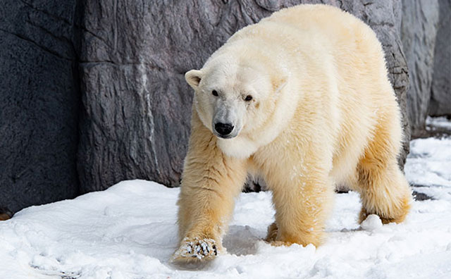 旭山動物園 シロクマのイメージ