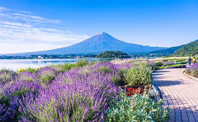 大石公園 ラベンダーと富士山のイメージ