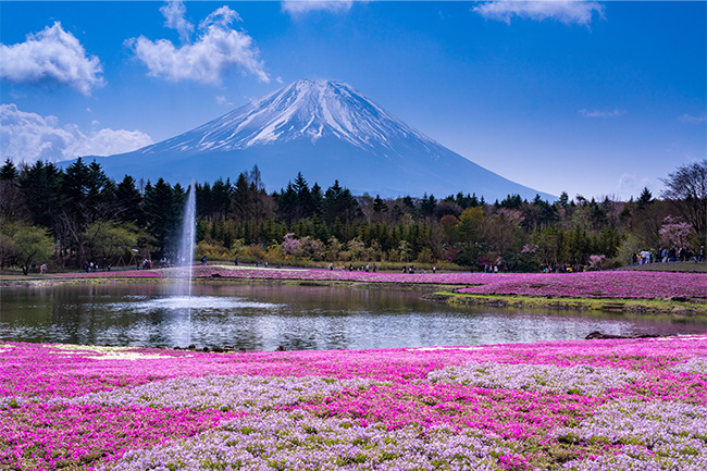 富士芝桜まつりのイメージ