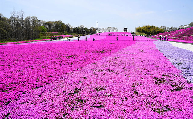 市貝町芝ざくら公園