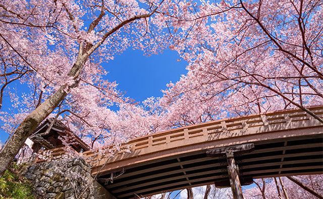 高遠城址公園 桜雲橋のイメージ