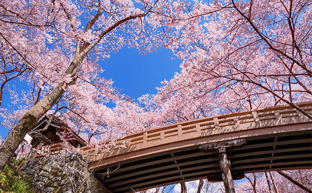 高遠城址公園 桜雲橋