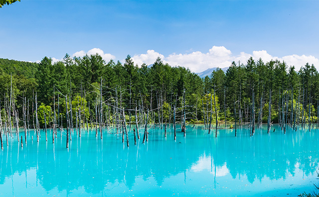 青い池 新緑の時期のイメージ