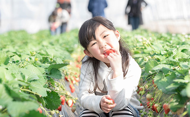 むさしの村 いちご狩り体験（イメージ）