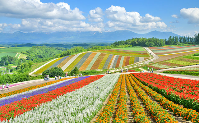 北海道 富良野の花畑のイメージ