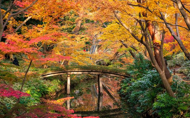東京のおすすめ紅葉スポット 今年の秋は紅葉を楽しみませんか？の記事イメージ