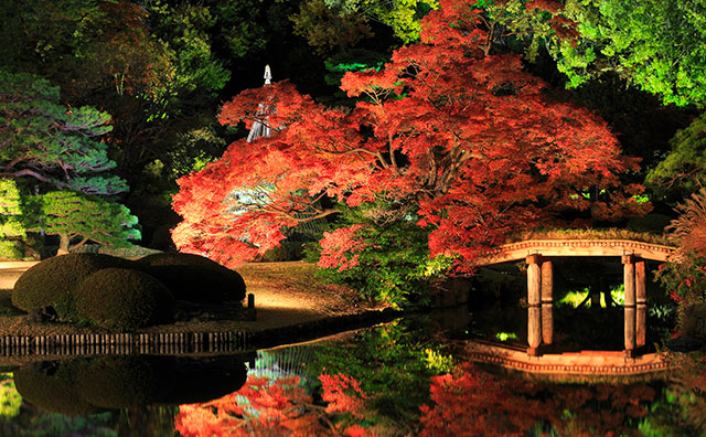 六義園 ライトアップのイメージ