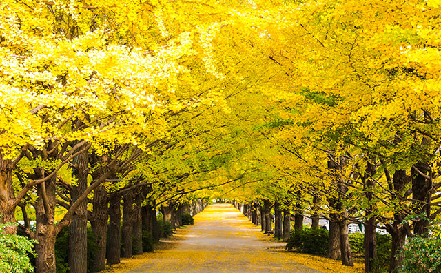 国営昭和記念公園 イチョウ並木のイメージ