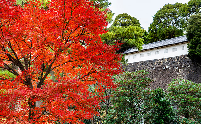 皇居乾通りの紅葉と富士見多聞のイメージ