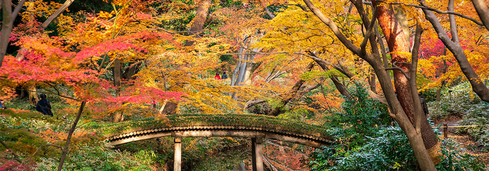 六義園のイメージ