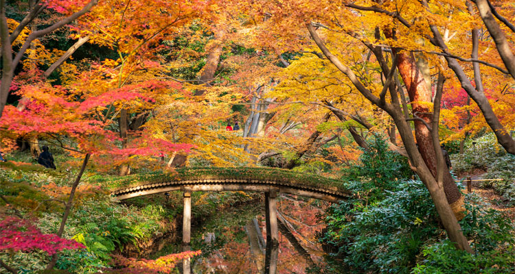 六義園のイメージ