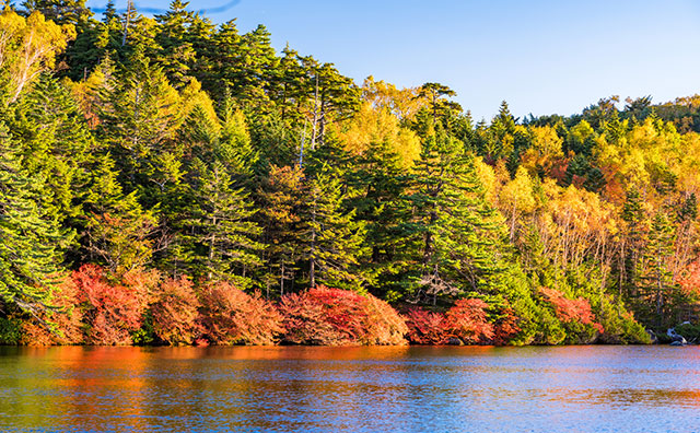 北八ヶ岳 白駒の池の紅葉のイメージ