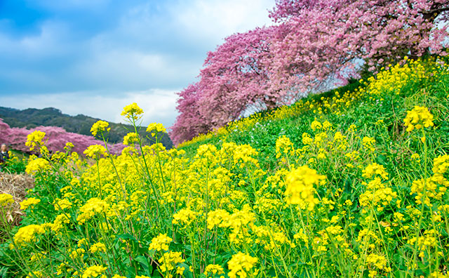 下賀茂温泉 青野川沿いの河津桜と菜の花のイメージ
