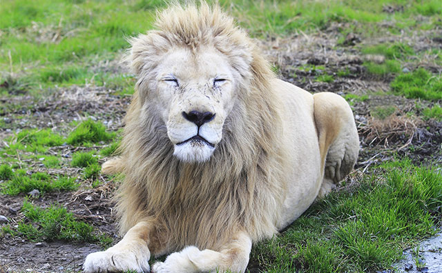 ホワイトライオン（イメージ）のイメージ