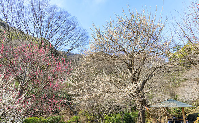 熱海梅園のイメージ