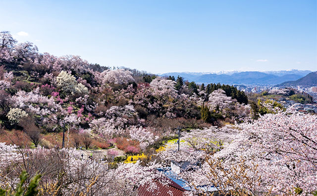 花見山公園のイメージ