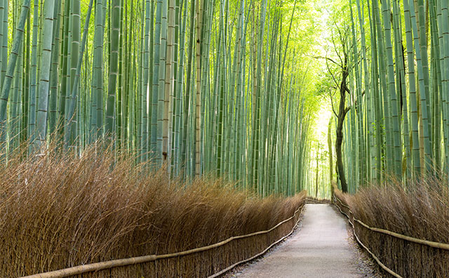 嵯峨野竹林