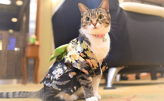 松伯亭 あづま荘 ねこ女将「まいちゃん」のイメージ
